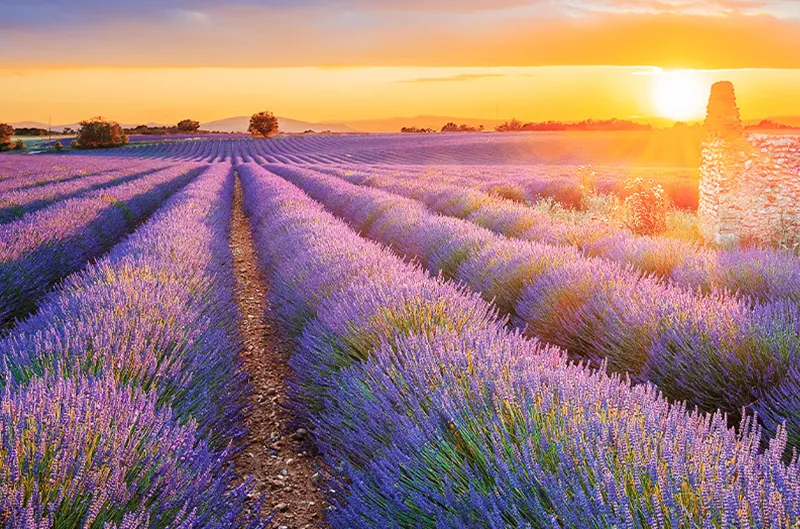Provence<br />Rosé