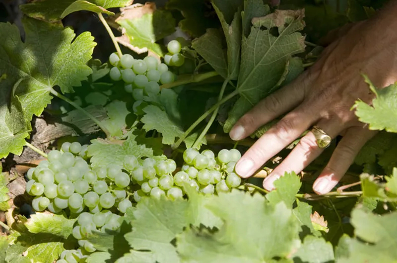 5+1: SOMMER<br />SANCERRE