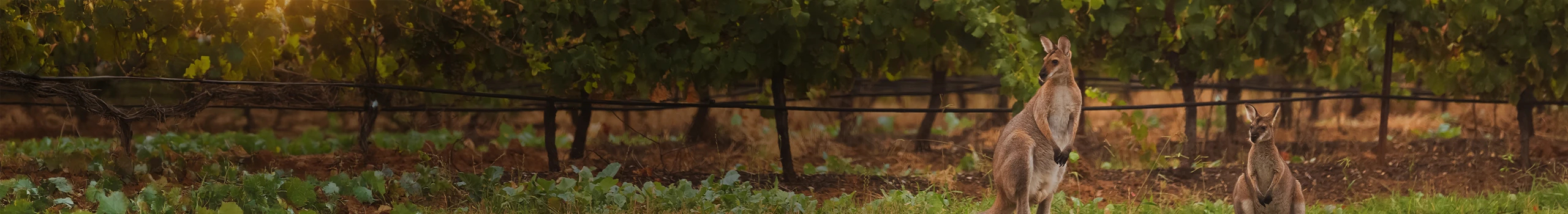 Wein aus Australien