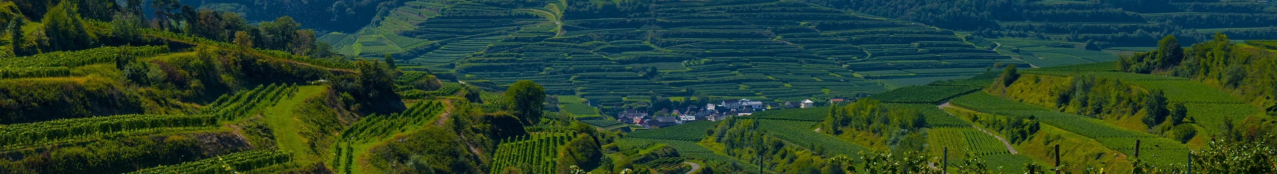 Badischer Wein