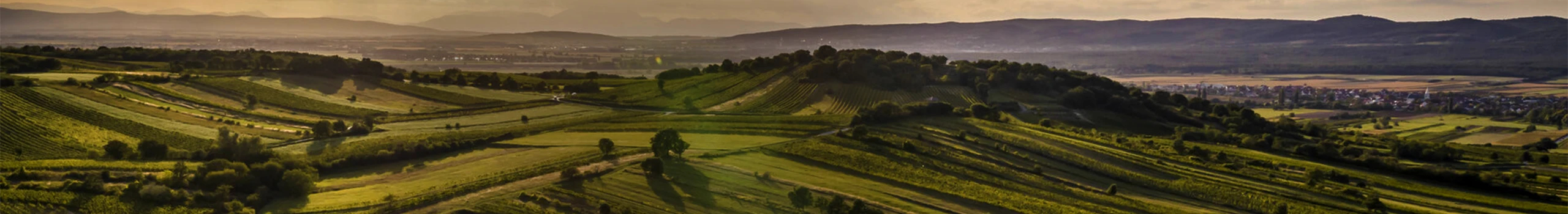 Wein aus dem Burgenland