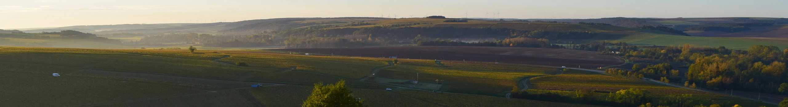 Chablis Wein