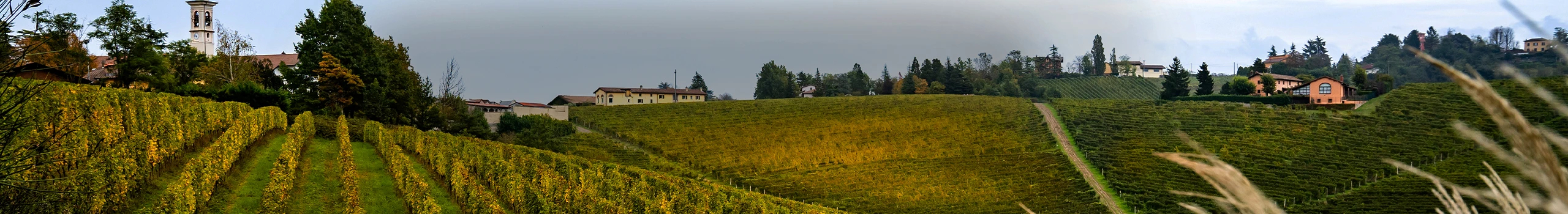 Gavi Weine