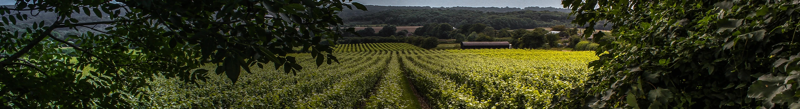 Wein aus Großbritannien