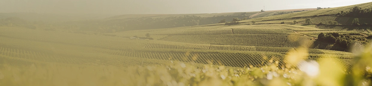 Domaine Hubert Brochard