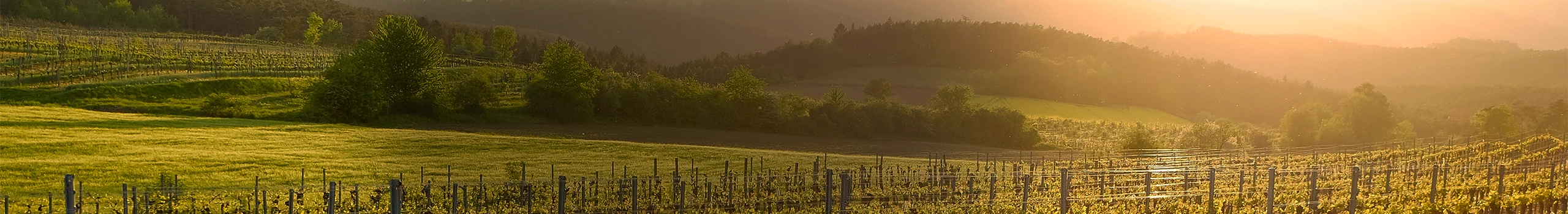Kamptal Weine