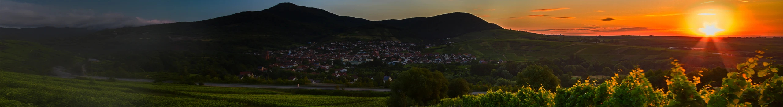 Wein aus der Pfalz