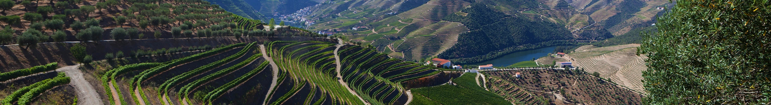 Wein aus Portugal