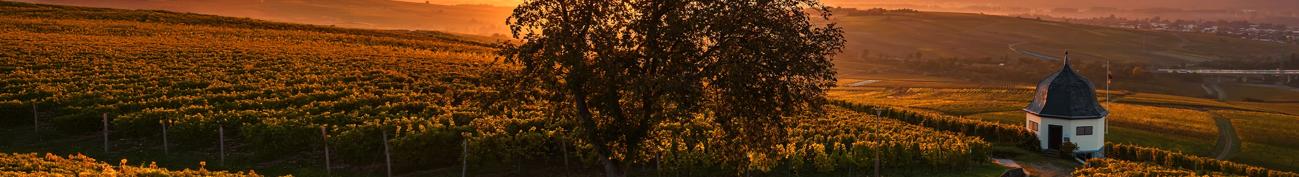 Rheingau Weine