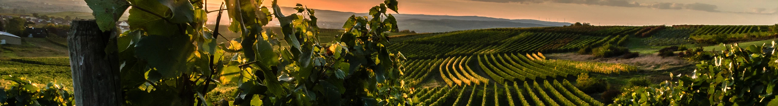 Wein aus Rheinhessen