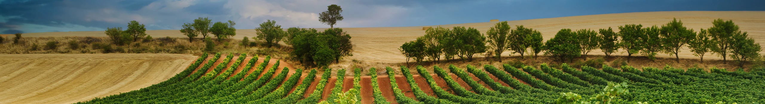 Ribera del Duero Weine