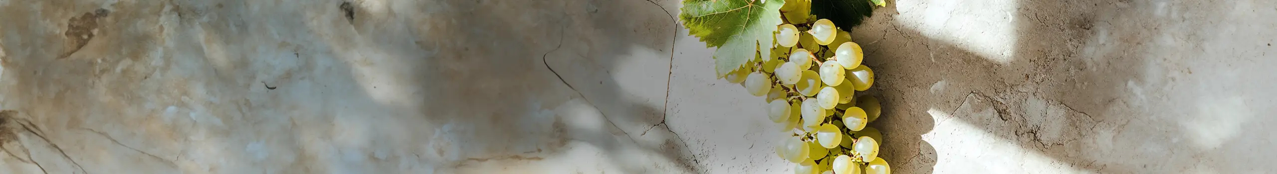 Sauvignon Blanc Weine
