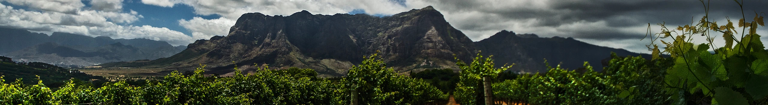 Südafrika Wein