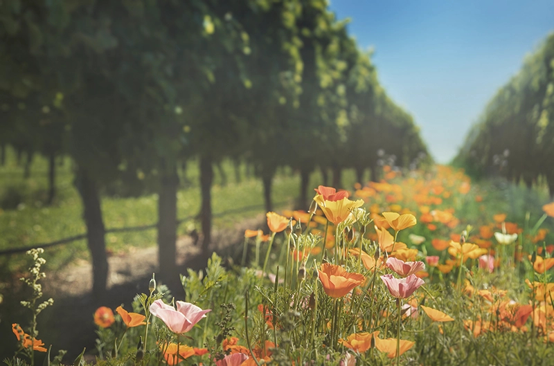 Es duftet nach Frühling