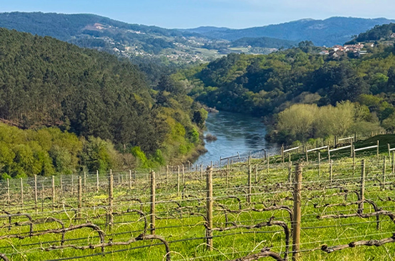 Weingut <br> Vinevinu