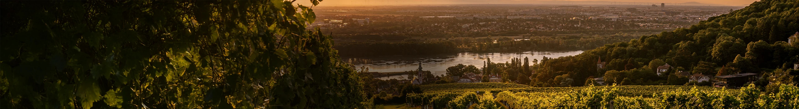 Wein aus Wien